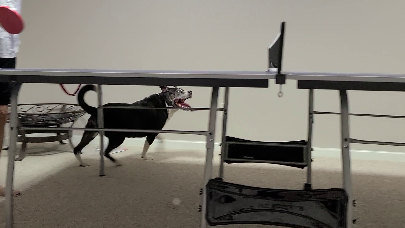 Ping Pong Torture